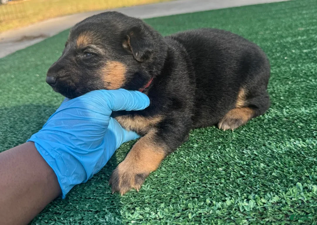 German Shepherd dogs for sale: German Shepherd red - Ad 2