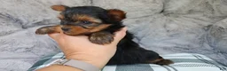 Yorkshire Terrier dogs for sale: Maddie - Ad 3