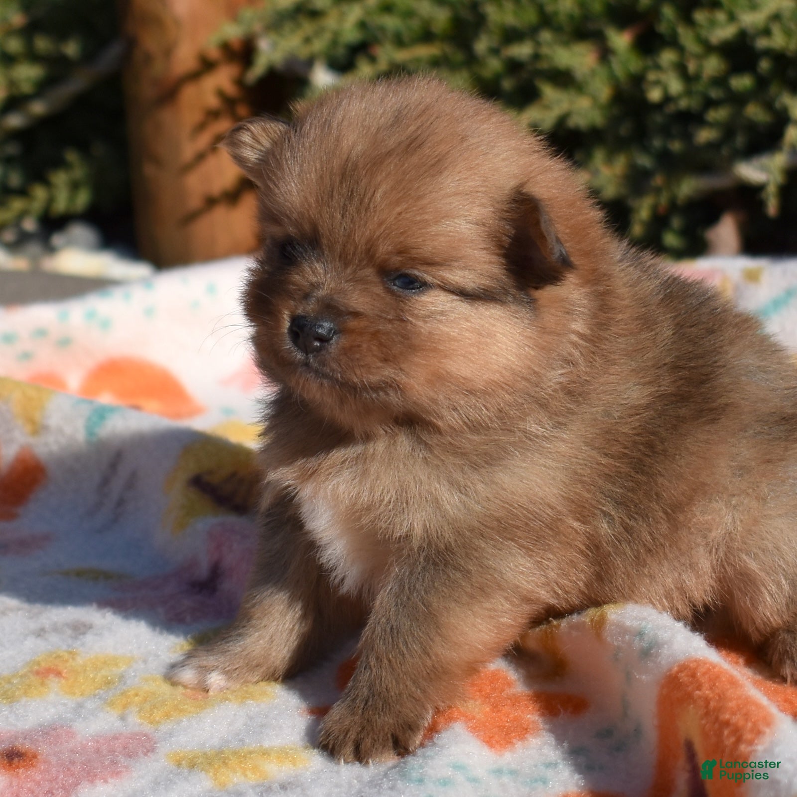 Pomeranian dogs Lily  - Ad 2