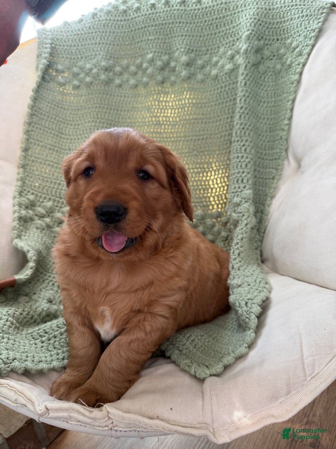Golden Retriever dogs for sale: Scout - Ad 6