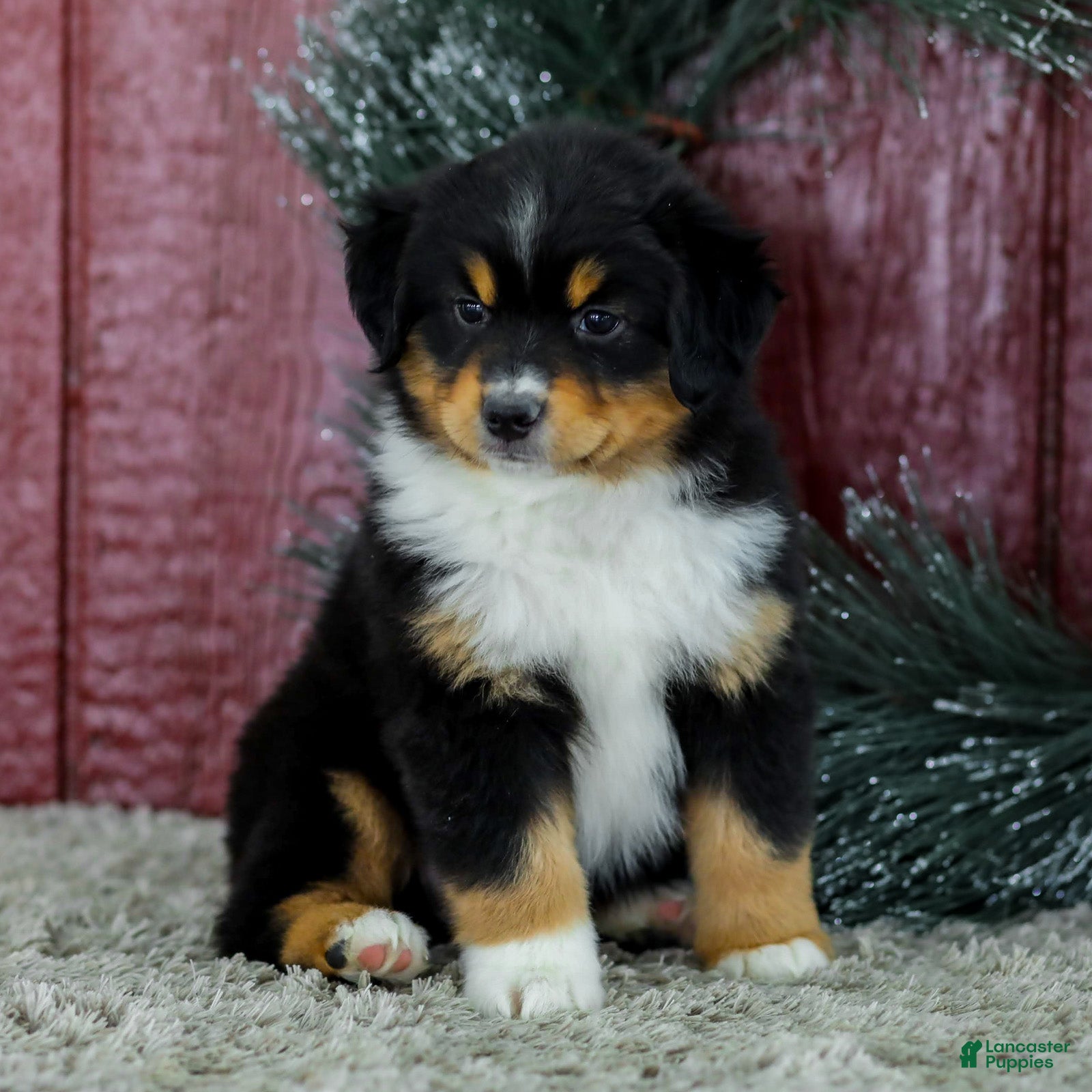 Miniature Australian Shepherd dogs Caroline - Ad 2