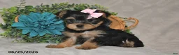 Yorkshire Terrier dogs for sale: Bailey - Ad 5