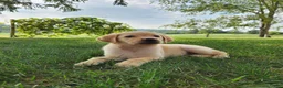 Labrador Retriever dogs for sale: Lucy - Ad 2