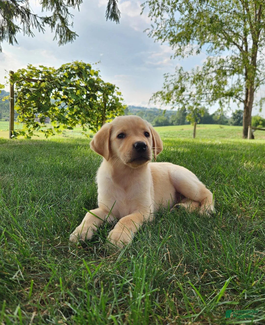 Labrador Retriever dogs for sale: Lucy - Ad 2
