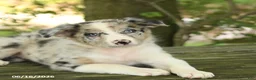 Border Collie dogs for sale: Fern - Ad 3
