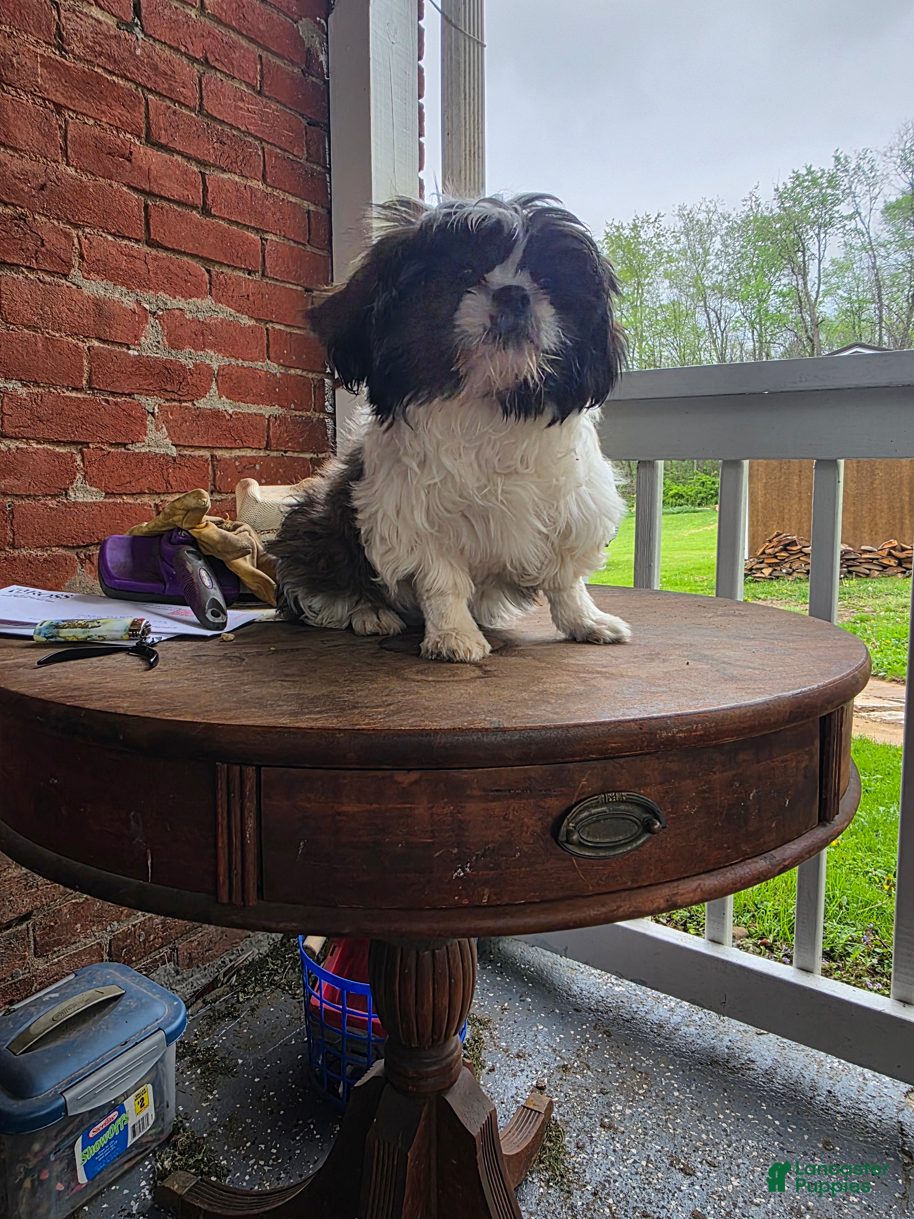 Shih Tzu dogs Caramel - Ad 2