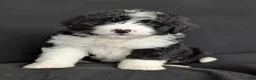Bernedoodle dogs for sale: Brody  - Ad 7