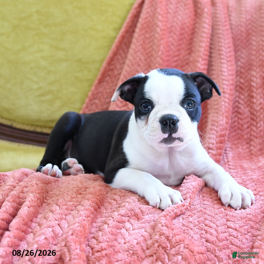 Boston Terrier dogs Ashton - Ad 2