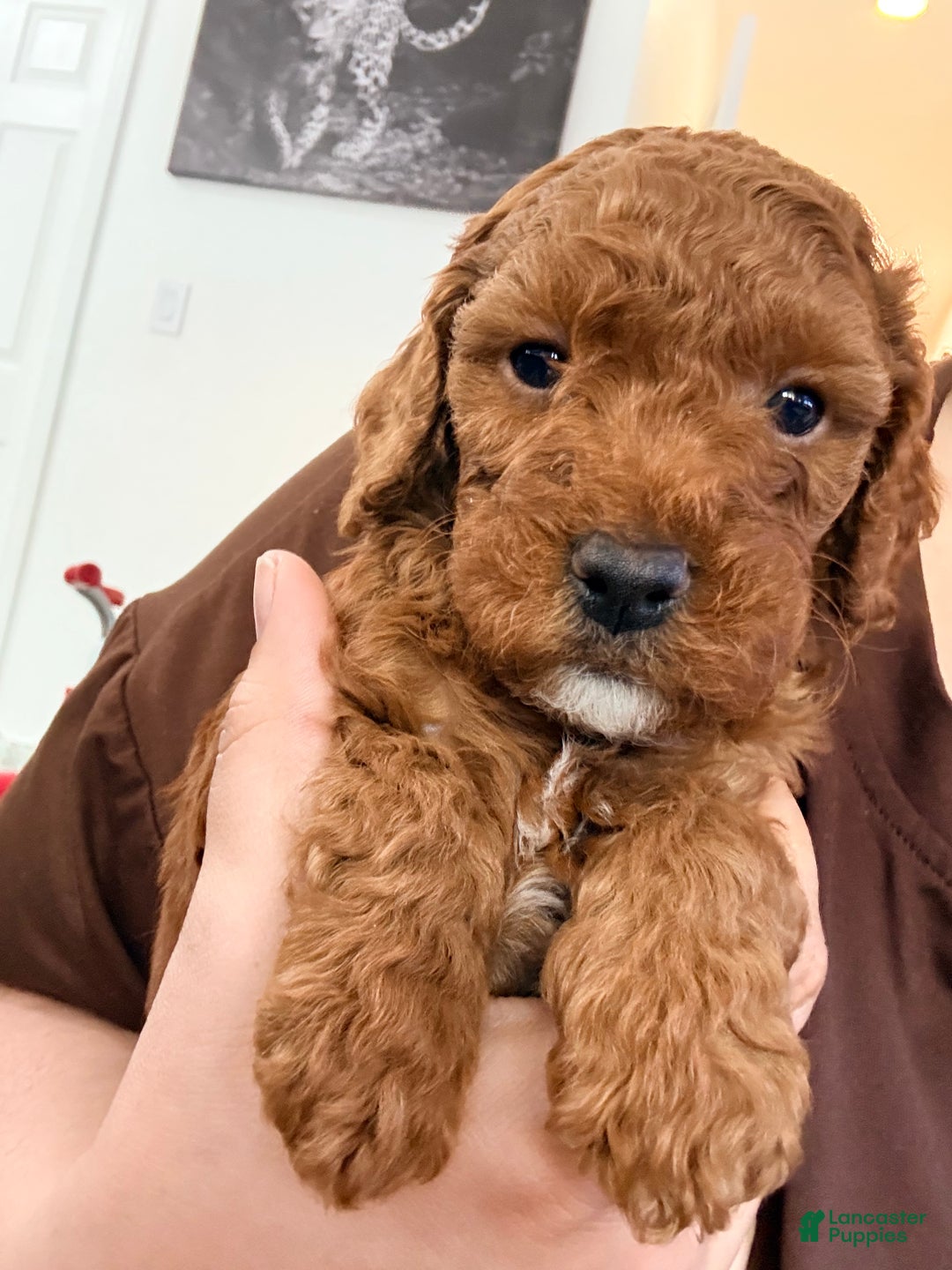 Mini Goldendoodle dogs for sale: Asher - Ad 6