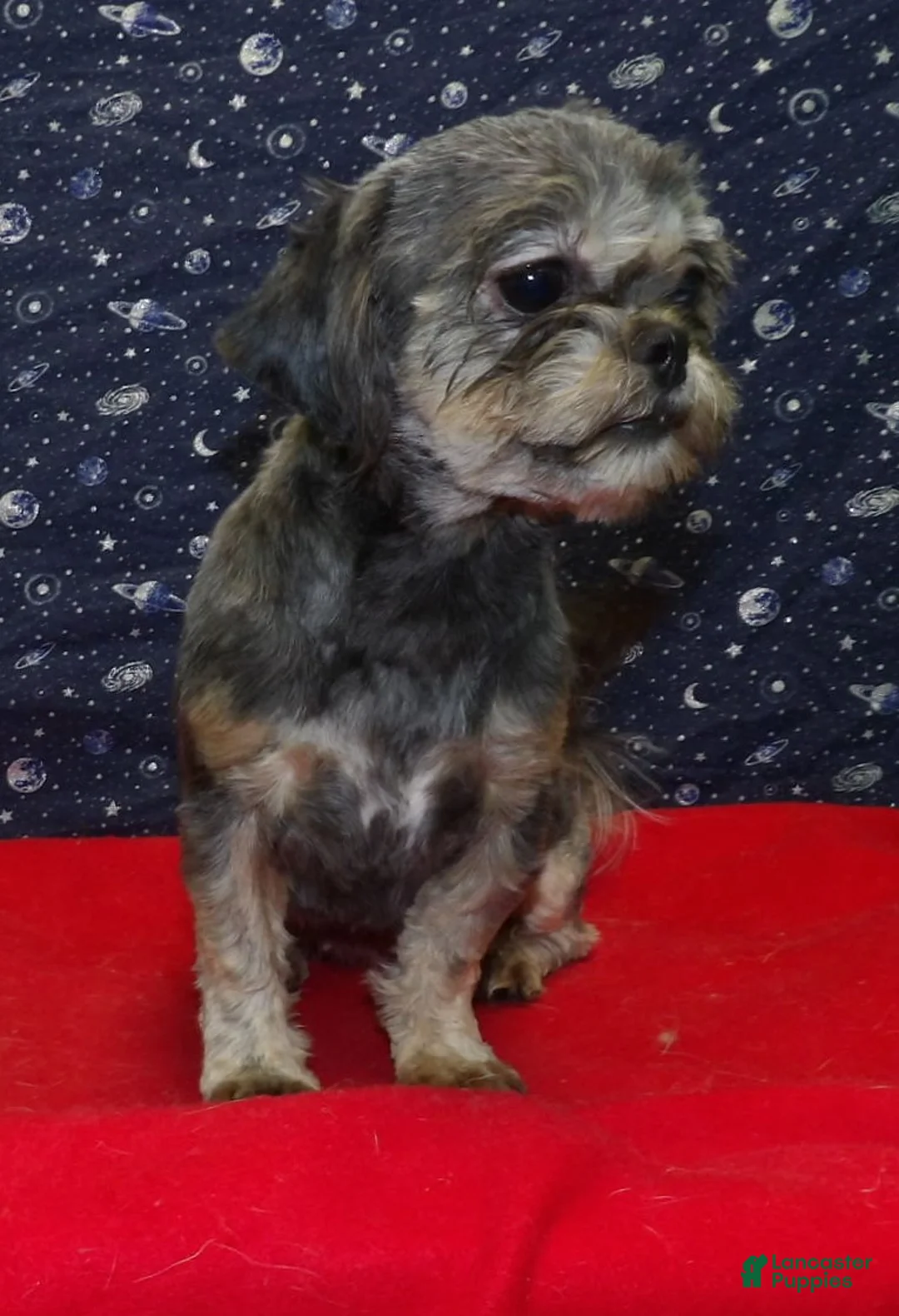 Teddy Bear dogs for sale: Cherry - Ad 7