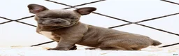 Frenchton dogs for sale: Bethany - Ad 4