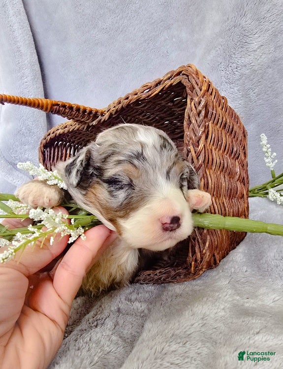 Aussiedoodle dogs Melon - Ad 2