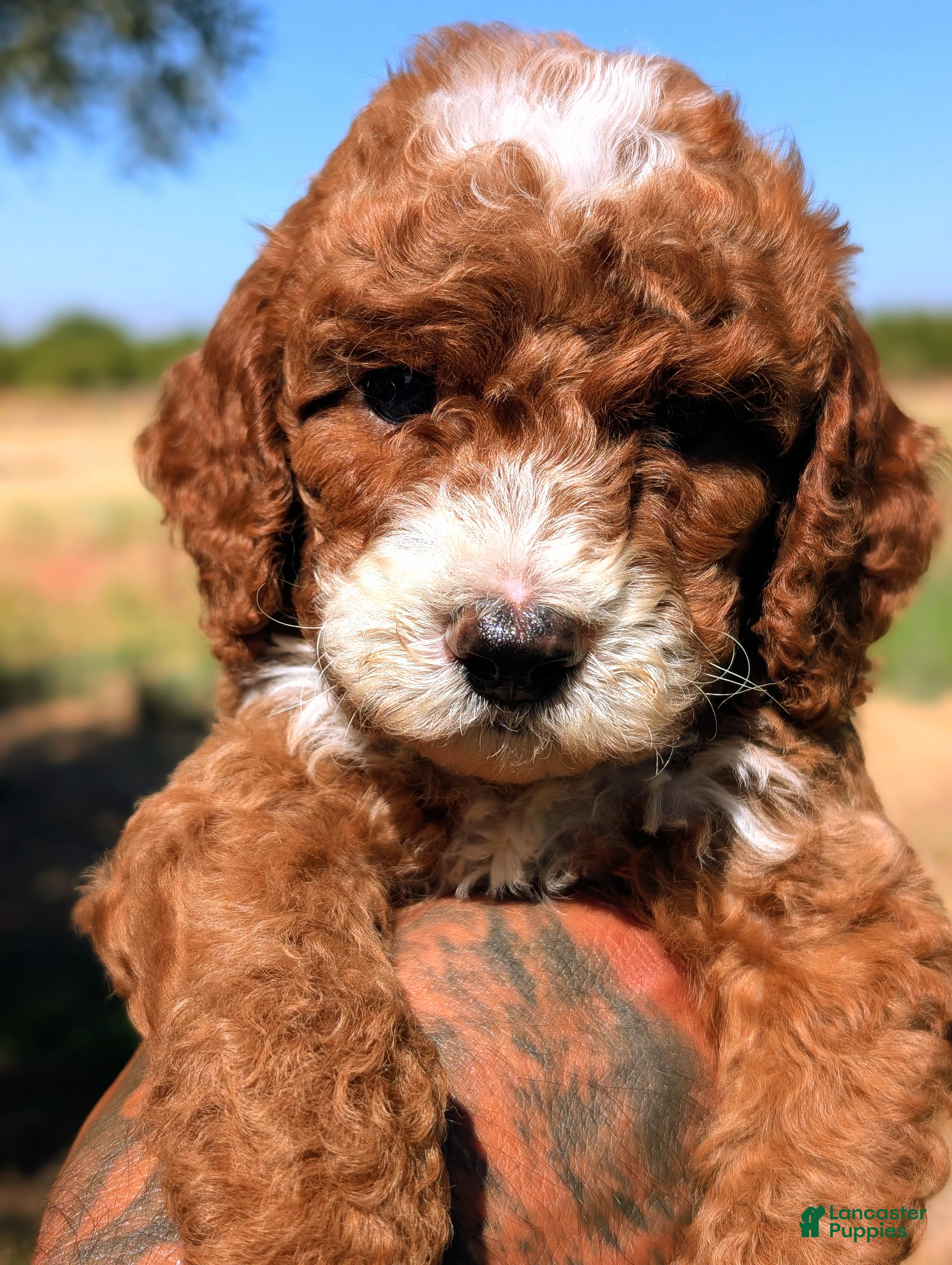 Cavapoo dogs SMALL FRY - Ad 2