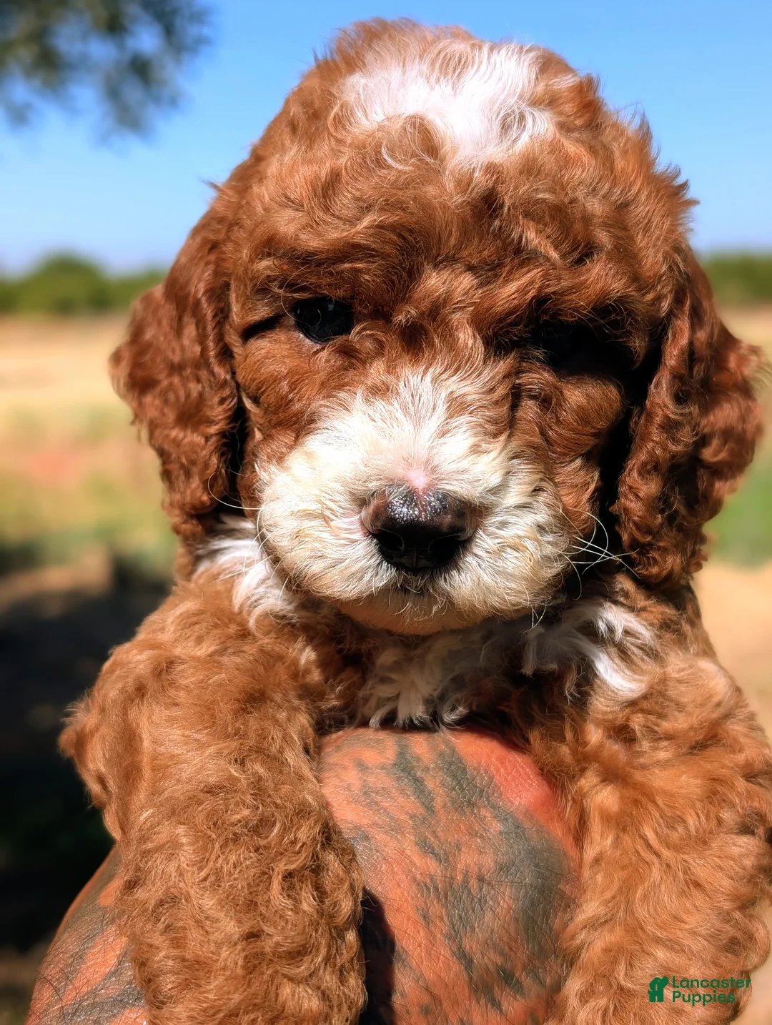 Cavapoo dogs for sale: SMALL FRY - Ad 2