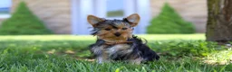 Yorkshire Terrier dogs for sale: Connor - Ad 4