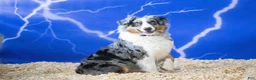 Australian Shepherd dogs for sale: Australian Shepherd 1 - Ad 3