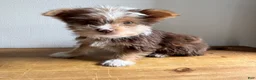 Chorkie dogs for sale: Benji  - Ad 3