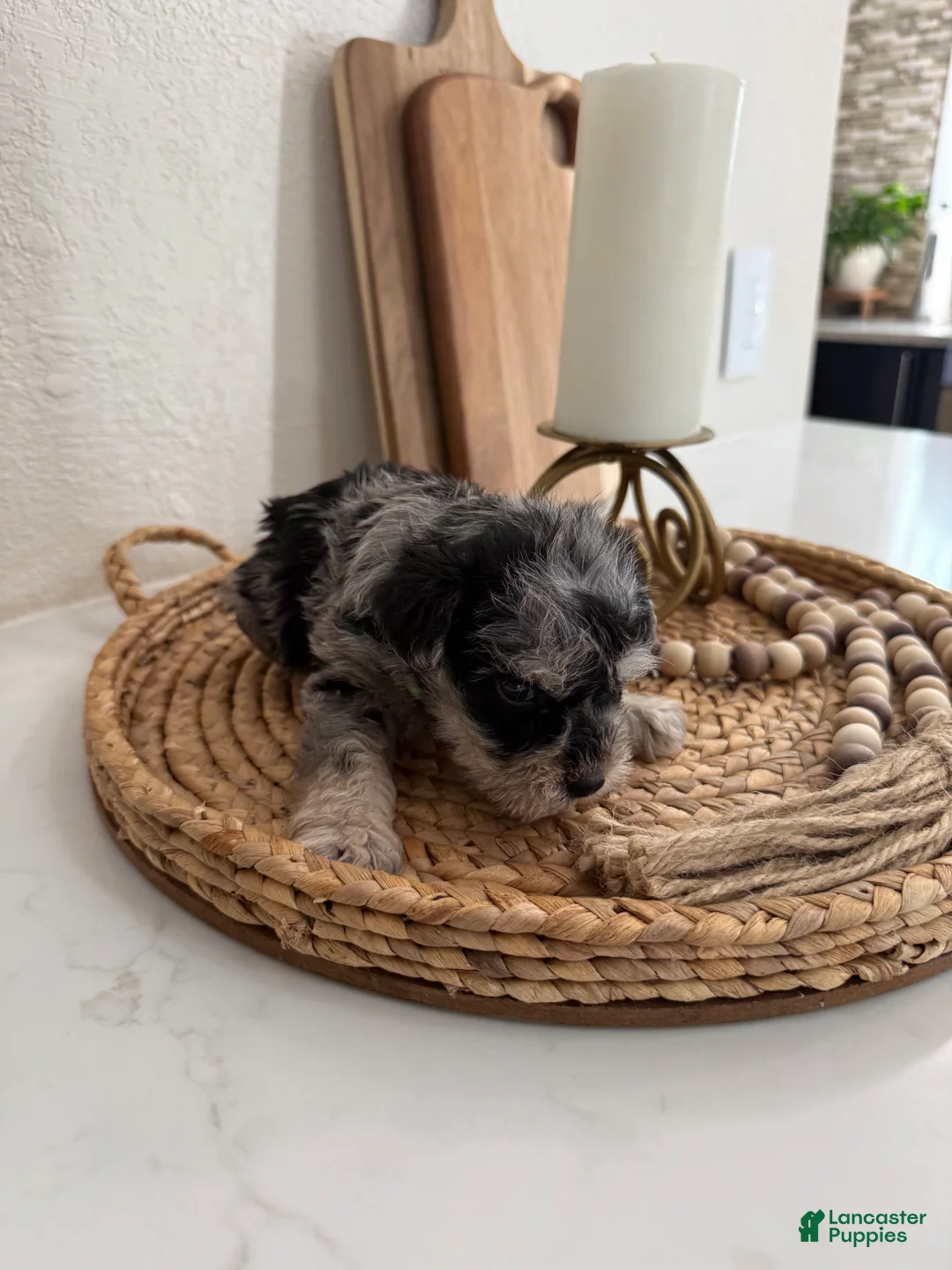 Miniature Schnauzer dogs for sale: Kiwi - Ad 2