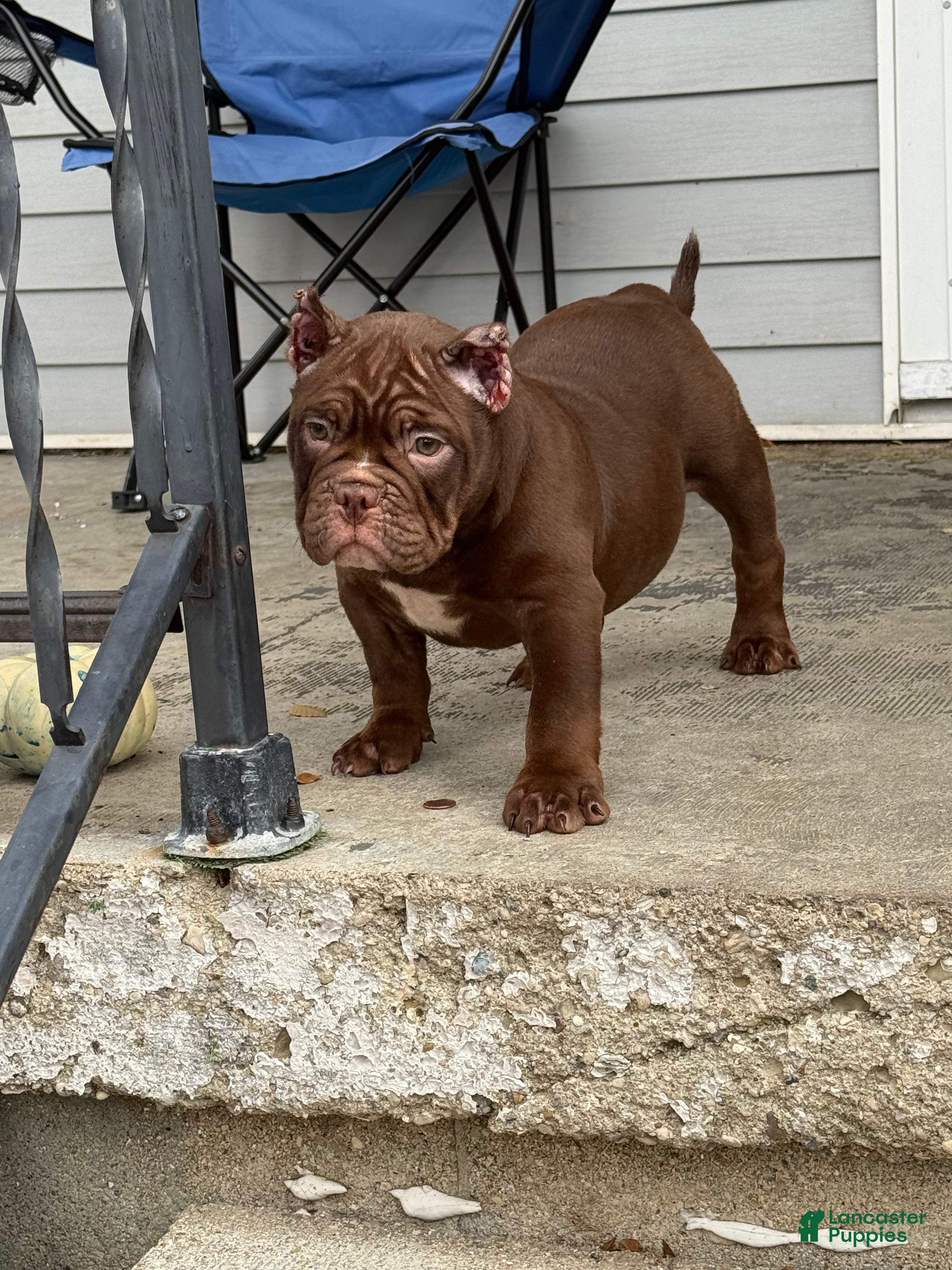 American Bully dogs American Bully Puppy 1 - Ad 27