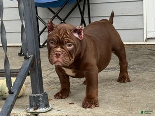 American Bully dogs American Bully Puppy 1 - Ad 39