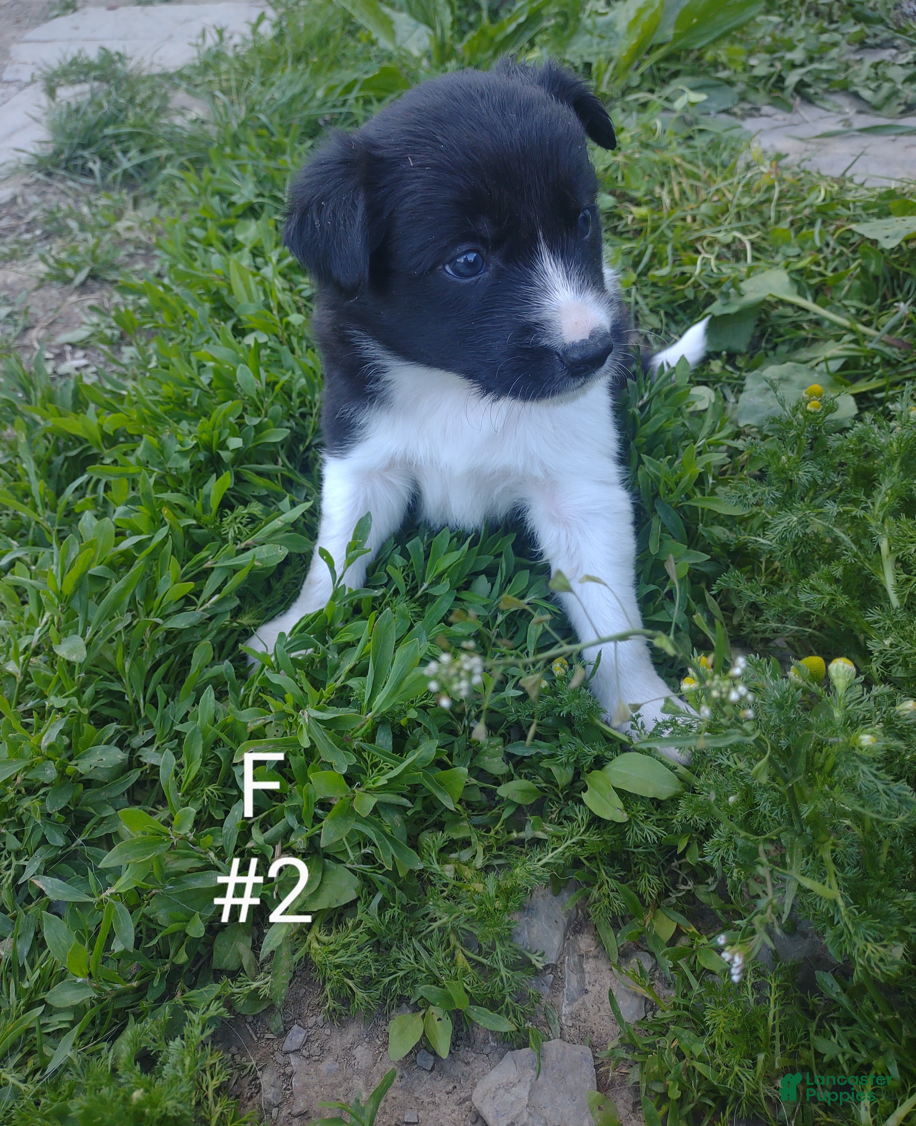 Border Collie dogs Border Collie Puppy 7 - Ad 40
