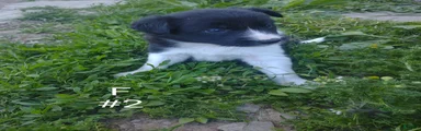 Border Collie Puppy 7