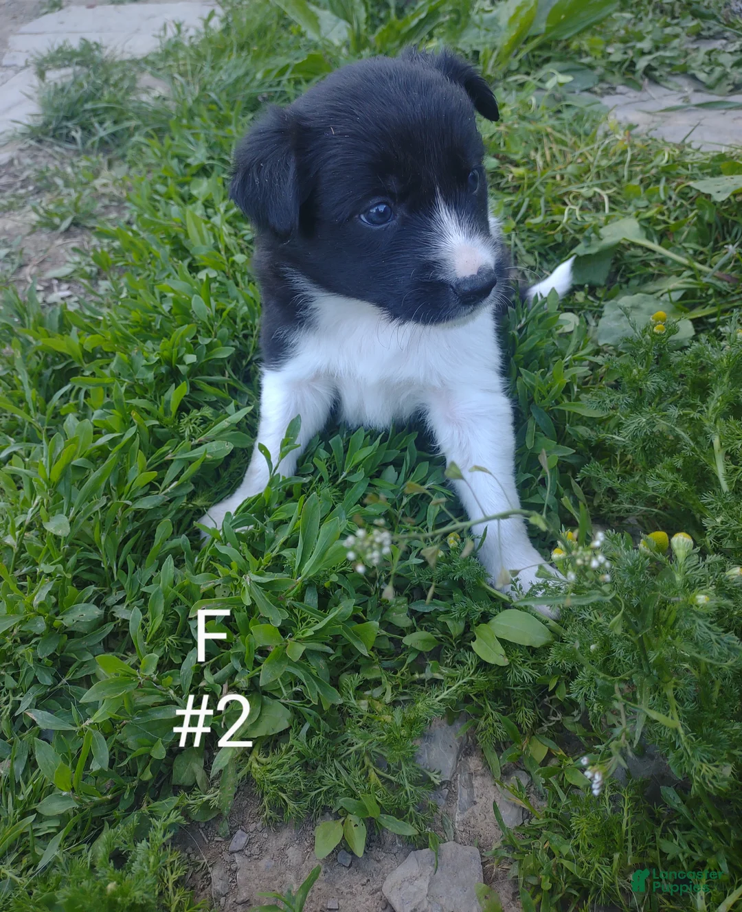 Border Collie dogs for sale: Border Collie Puppy 7 - Ad 1