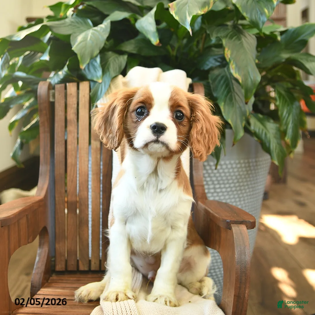Cavalier King Charles Spaniel dogs for sale: Snickers - Ad 1