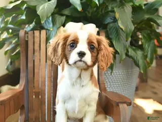 Cavalier King Charles Spaniel dogs Snickers - Ad 10