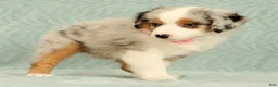 Miniature Australian Shepherd dogs for sale: Missy - Ad 6