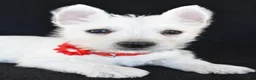 West Highland Terrier dogs for sale: Kelly - Ad 3