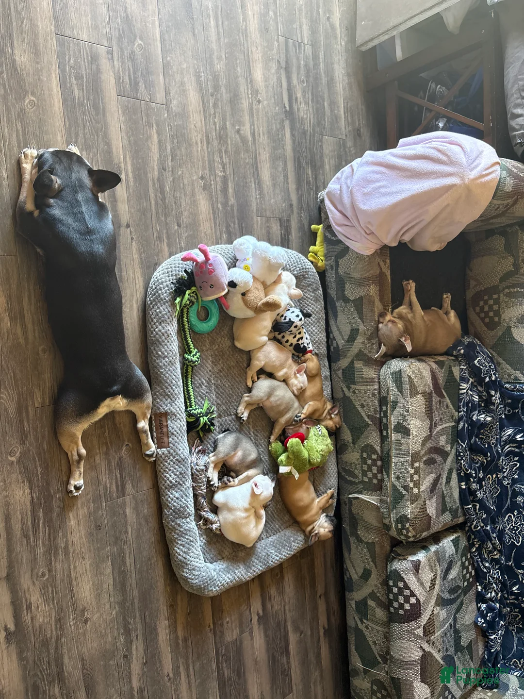 French Bulldog dogs for sale: French Bulldog Puppy 2 - Ad 2