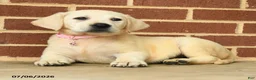 Labrador Retriever dogs for sale: Beth - Ad 4