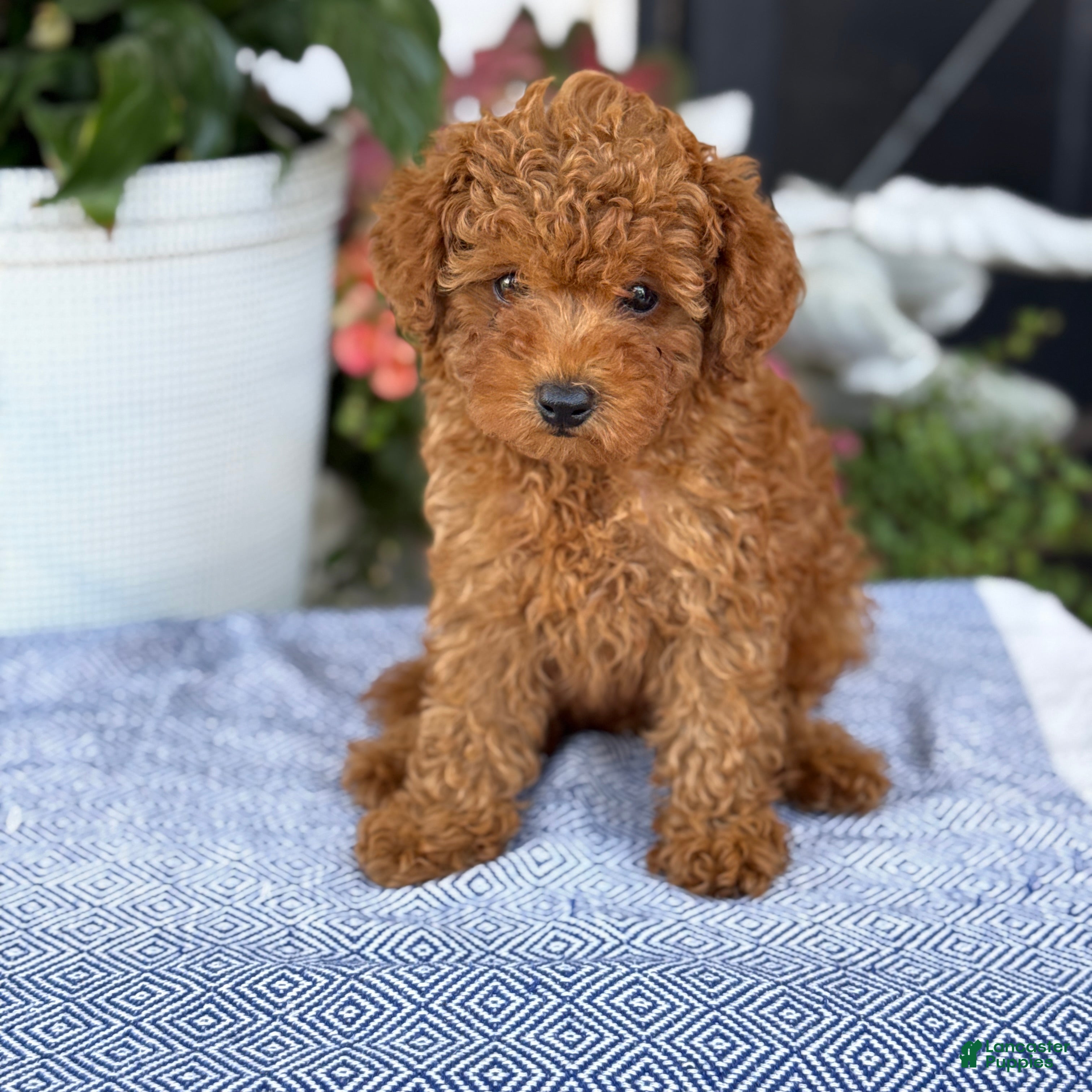 Toy Poodle dogs Mickey - Ad 1
