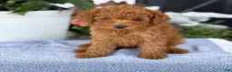 Toy Poodle dogs for sale: Mickey - Ad 1