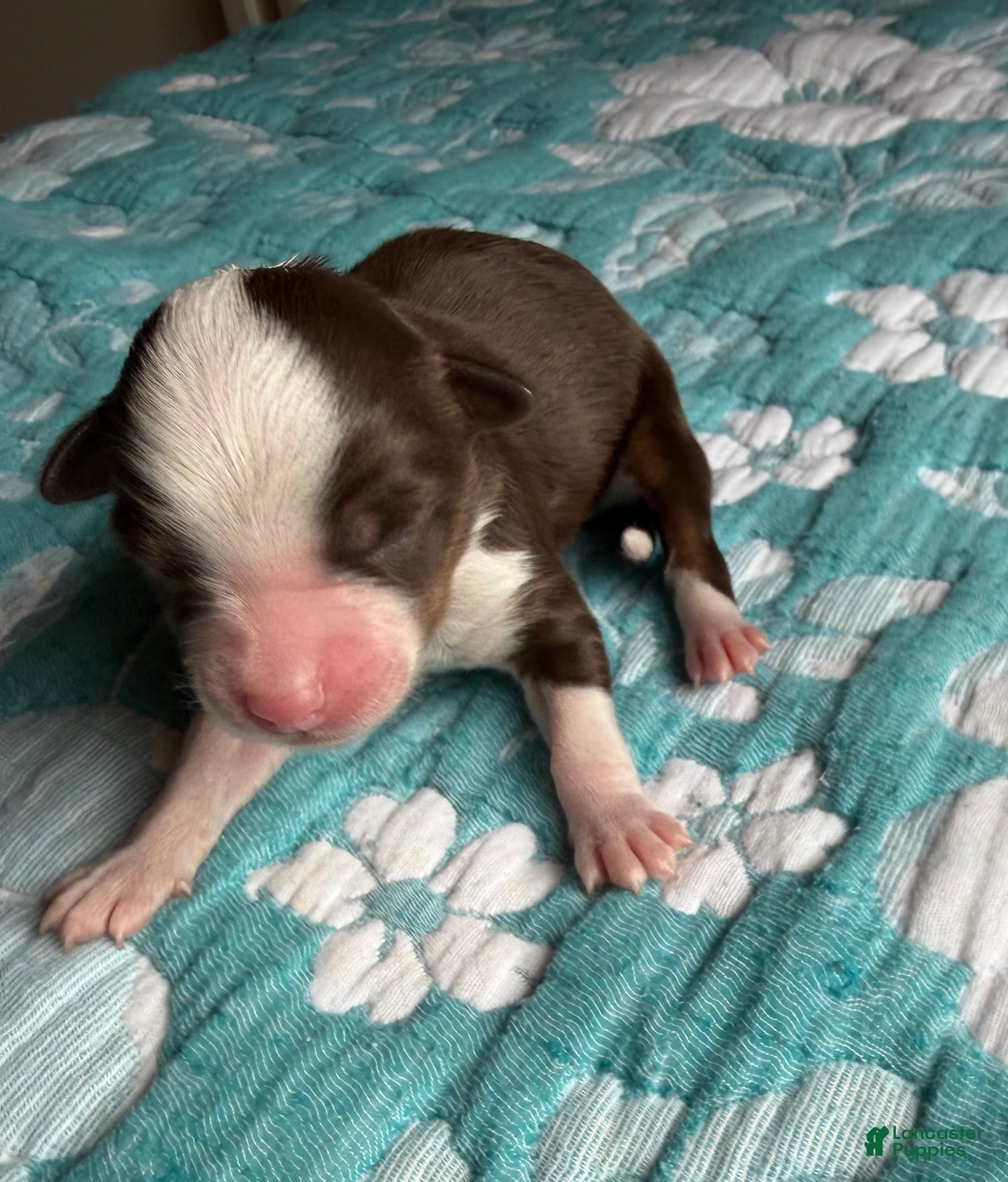 Australian Shepherd dogs Houston - Ad 39