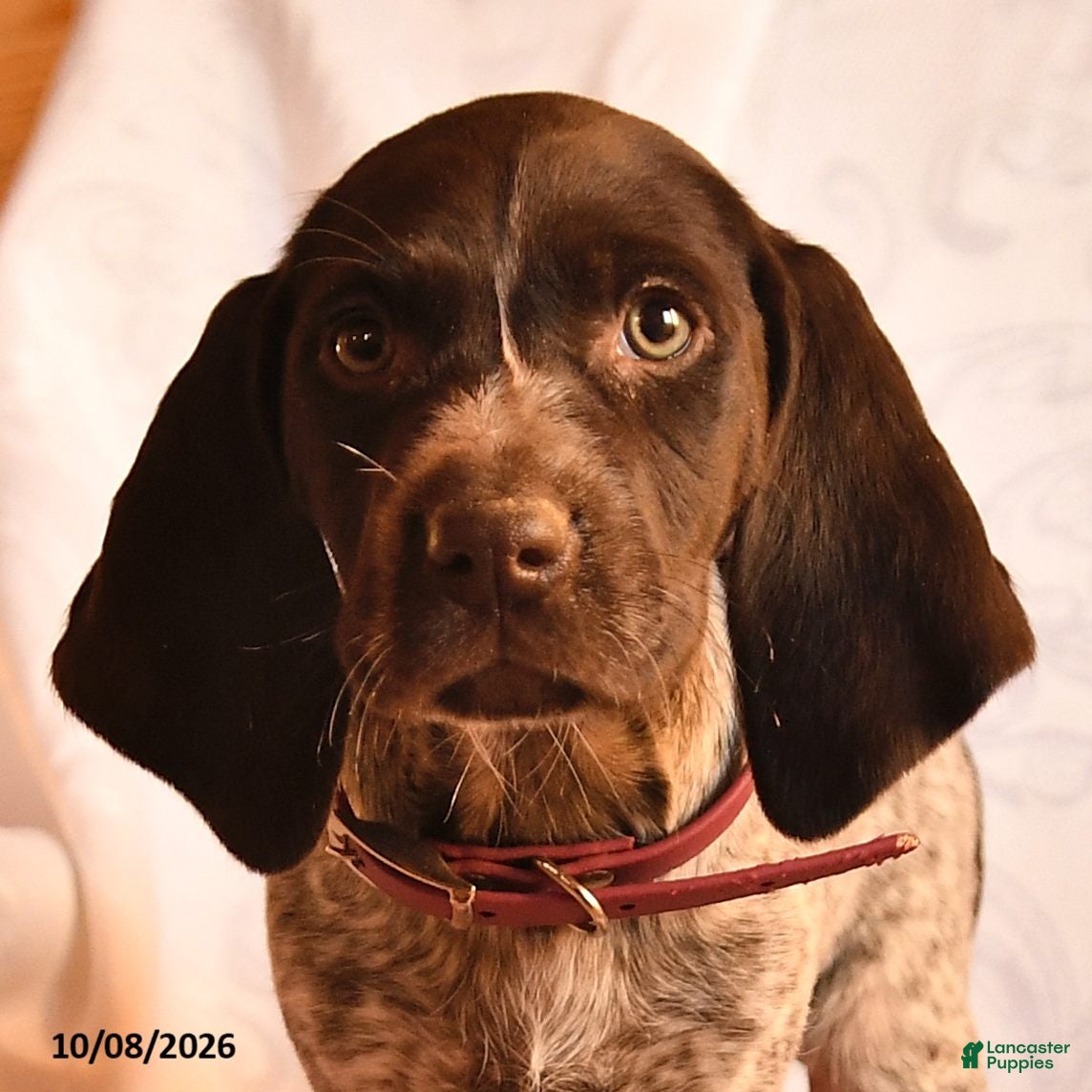 German Shorthaired Pointer dogs Angel - Ad 2