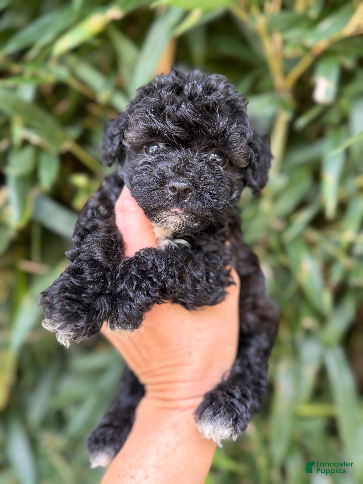 Cockapoo dogs Cockapoo 2 - Ad 24