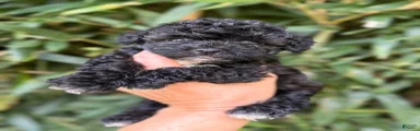 Cockapoo 2