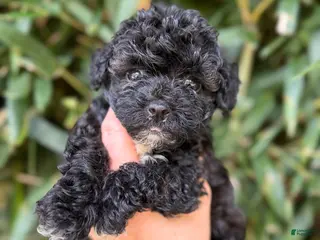 Cockapoo dogs Cockapoo 2 - Ad 24