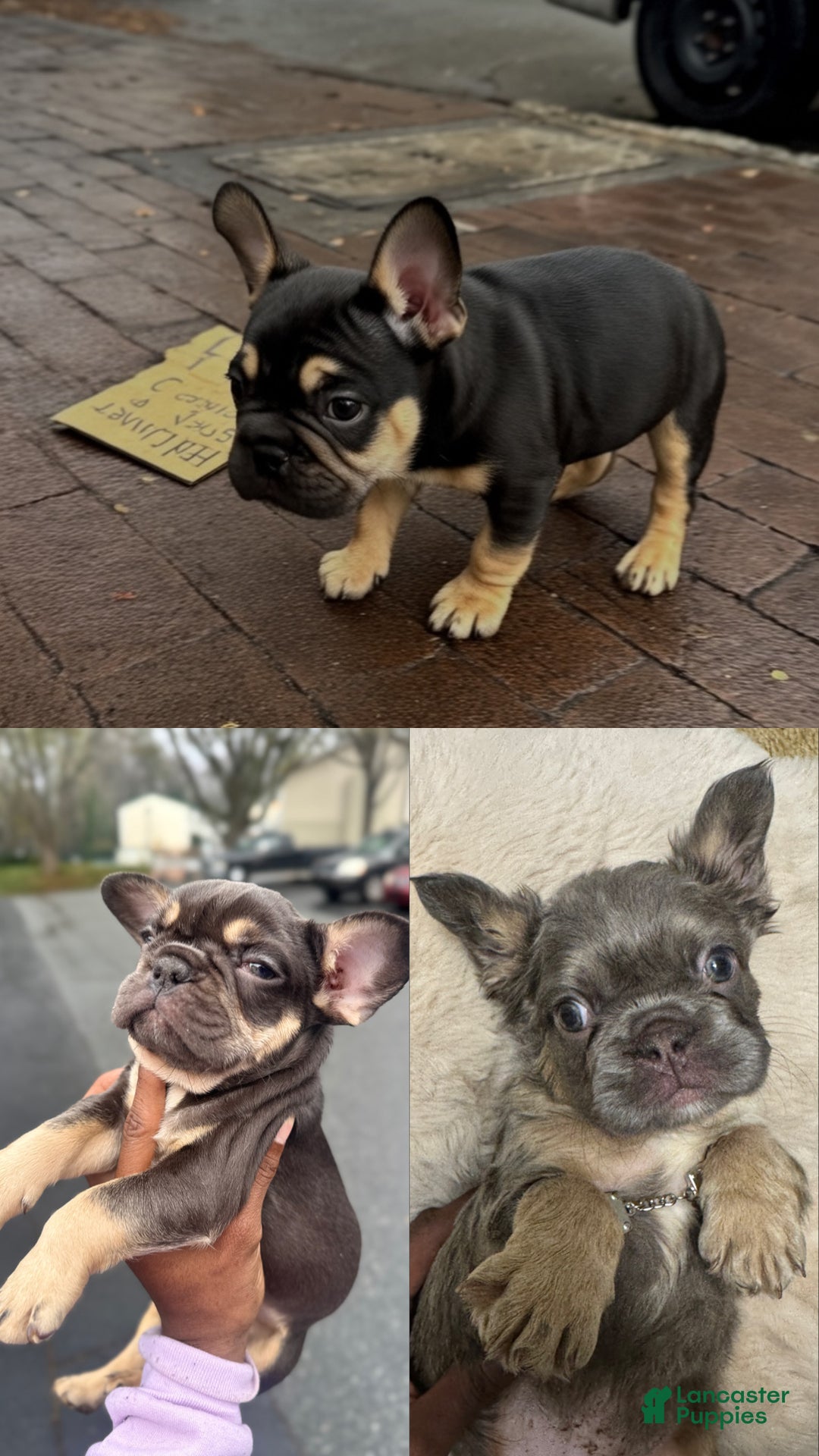 French Bulldog dogs for sale: Cole - Ad 5