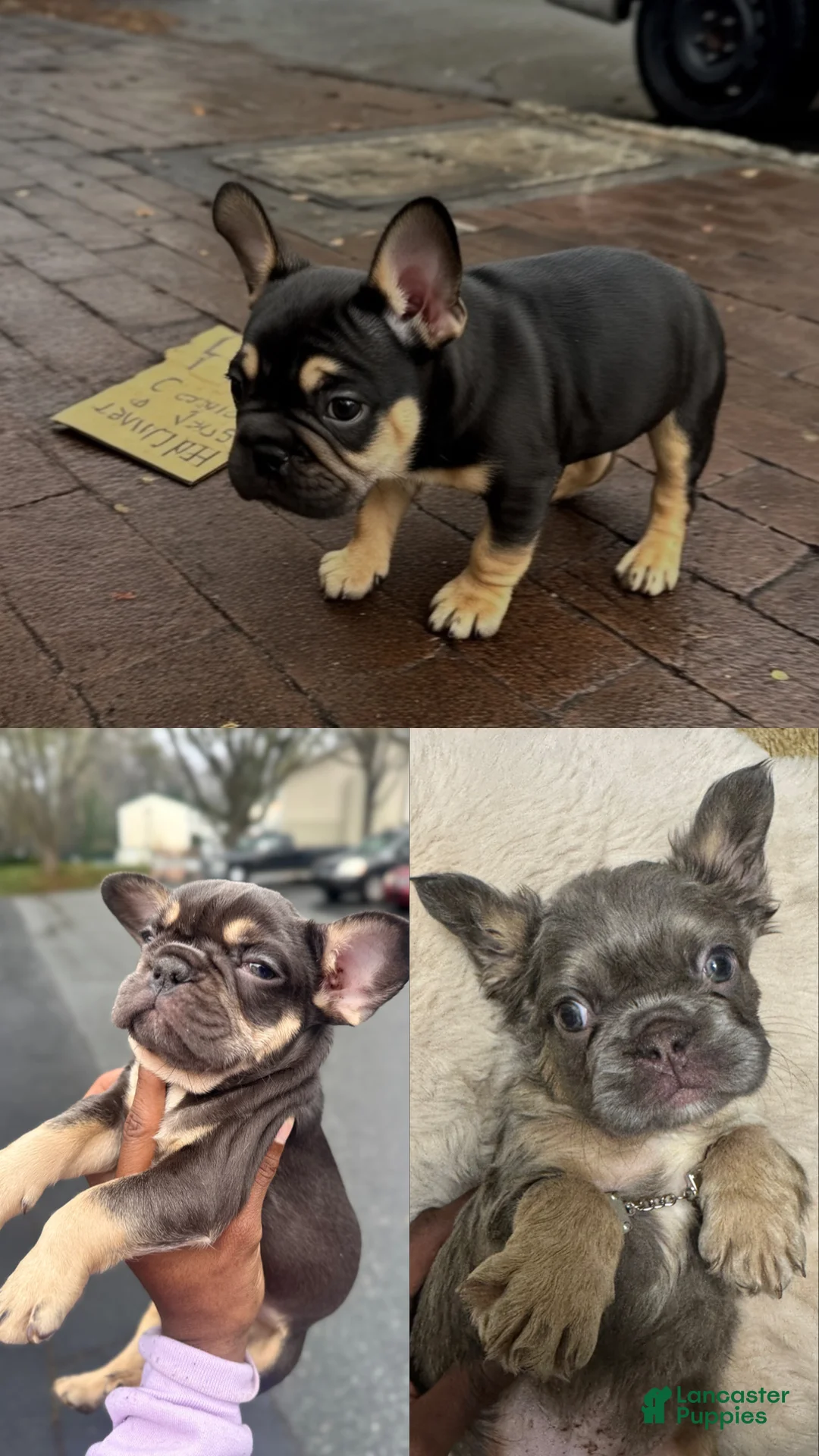 French Bulldog dogs for sale: Cole - Ad 5
