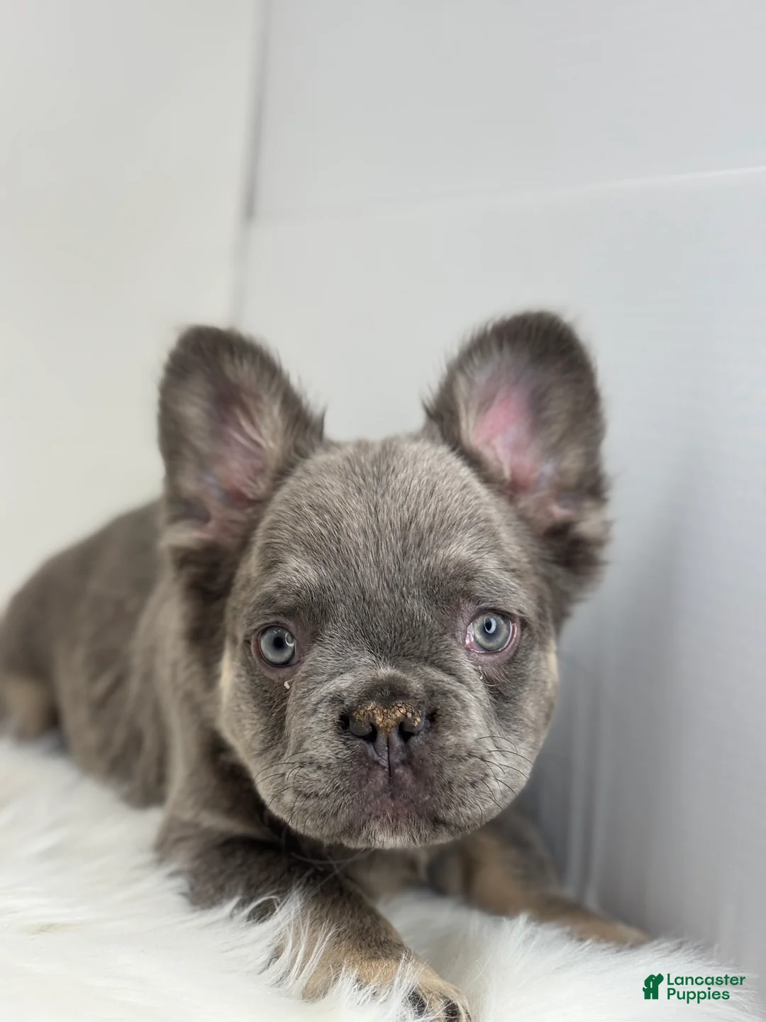 French Bulldog dogs for sale: Peter - Ad 6