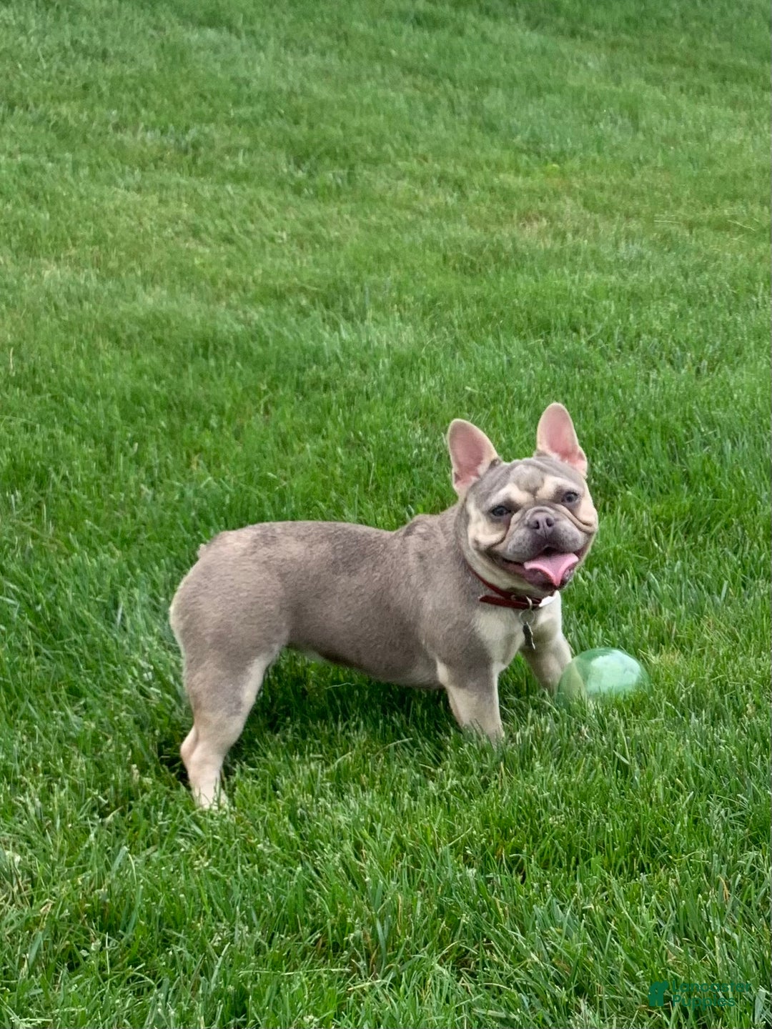 French Bulldog dogs for sale: French Bulldog Puppy 4 - Ad 11