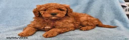 Mini Goldendoodle dogs for sale: Skittles - Ad 2