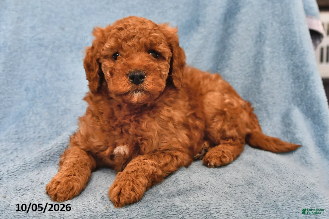 Mini Goldendoodle dogs for sale: Skittles - Ad 2