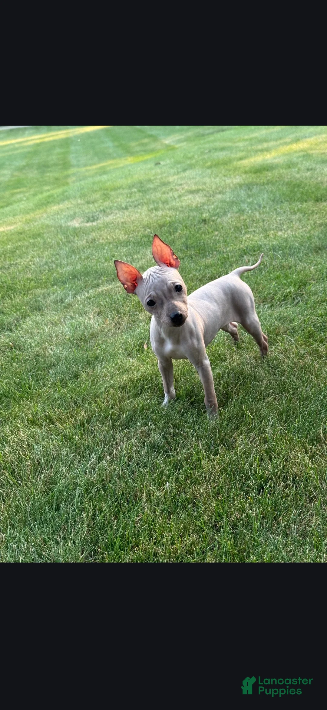 Xoloitzcuintle dogs for sale: Bambi  - Ad 1