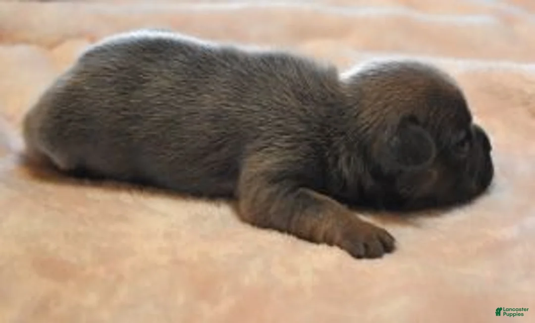 French Bulldog dogs for sale: VIOLA  LILAC FAWN - Ad 3