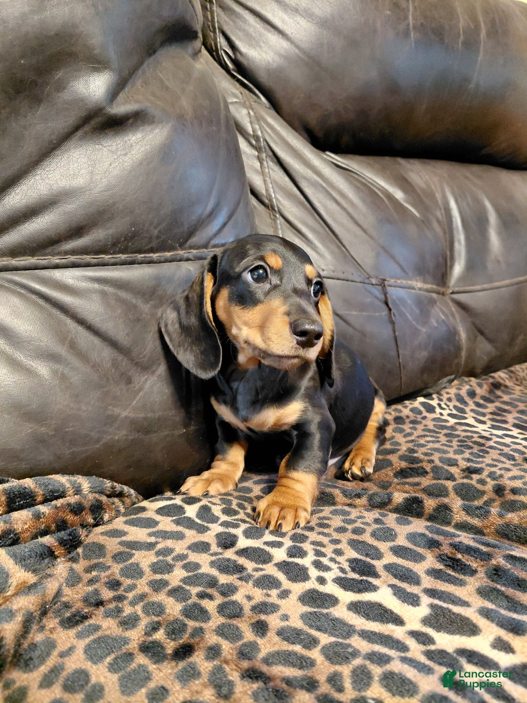 Miniature Dachshund dogs for sale: Leroy  - Ad 1