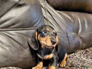 Miniature Dachshund dogs Leroy - Ad 17